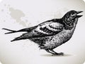 Bird, hand-drawing. Royalty Free Stock Photo