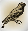 Bird, hand drawing, vector illustration Royalty Free Stock Photo