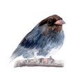 Bird Watercolor painting isolated. Watercolor hand painted cute animal illustrations. Royalty Free Stock Photo