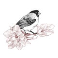 Bird hand drawn in vintage style with flower magnolia. Spring bird sitting on blossom branches. Linear engraved art