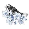 Bird hand drawn in vintage style with flowers. Spring bird sitting on blossom branches. Linear engraved art. Bird