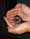 Bird in hand feeling safe and love and care Royalty Free Stock Photo