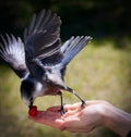 Bird in hand Royalty Free Stock Photo