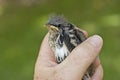 Bird in the hand ... kold Royalty Free Stock Photo