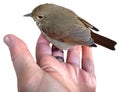 A Bird in the Hand Royalty Free Stock Photo