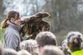 Bird Handler with a Steppe Eagle