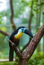 Bird hannel-billed toucan, Ramphastos vitellinus