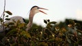 Bird: Happy Great Blue Heron Royalty Free Stock Photo