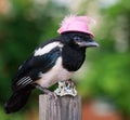 Bird in hat with jewelry