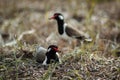 The Red-wattled Lapwing. Royalty Free Stock Photo