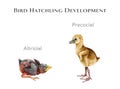 Bird hatchling development study table. Watercolor hand drawn illustration. Difference between baby bird chicks