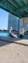 Bird at Haulover Park Royalty Free Stock Photo