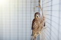 Bird hawk in cage on sunny day Royalty Free Stock Photo