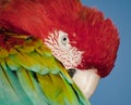 Bird head, colourful parrot portrait. Colorful nature background.