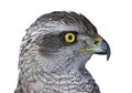 Bird head isolated on a white background. hawk