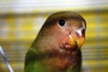 Bird head of a parrot bird of the inseparable species parakeet green and pink and orange and red in cage Royalty Free Stock Photo