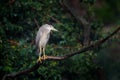 Bird with heavy rain. Night heron, Nycticorax nycticorax, grey water bird sitting above the water, Hungary. Wildlife scene in Royalty Free Stock Photo