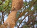 Bird and her nest