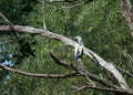 Bird heron Ardea herodias
