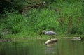 Bird heron Ardea herodias