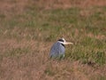 Bird heron Ardea herodias