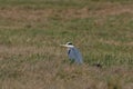 Bird heron Ardea herodias