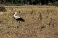 Bird heron in the wild nature on a lake