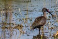 Bird black heron in the wild nature on a lake