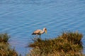 Bird heron in the wild nature on a lake