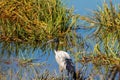 Bird heron in the wild nature on a lake