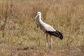 Bird heron in the wild nature on a lake