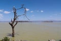 Wild nature on a lake