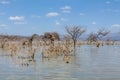 Wild nature on a lake