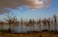 Wild nature on a lake