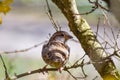 A bird hidden on a branch  sparrow Royalty Free Stock Photo