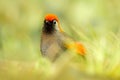 Bird hidden in the grass. Water bird Mallard, Anas platyrhynchos, duck in the green vegetation. Bird from European nature