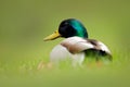 Bird hidden in the grass. Water bird Mallard, Anas platyrhynchos, with reflection in the water. Duck in the green surface. Still w