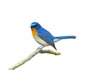 Bird (Hill Blue Flycatcher) isolated on white background