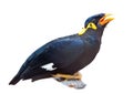 Bird, Hill Myna,Perched,isolated,White Background