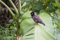 Bird hill mynah sits on a green palm leaf , Gracula religiosa , the most intelligent in the world Royalty Free Stock Photo