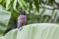 Bird hill mynah sits on a green palm leaf , Gracula religiosa , the most intelligent in the world