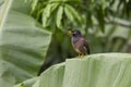 Bird hill mynah sits on a green palm leaf , Gracula religiosa , the most intelligent in the world