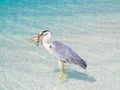 Bird holding fish in sea Royalty Free Stock Photo
