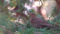 Bird eats berries sitting on a branch