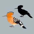 Bird hoopoe vector illustration style flat silhouette set side Royalty Free Stock Photo