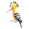 Bird hoopoe. Watercolor illustration isolated on white background