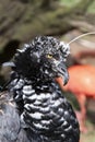The bird horned screamer, Anhima cornuta or anhuma. Brazil