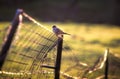 Bird on a Horse pasture fence Royalty Free Stock Photo