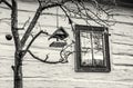 Bird house with feed on the tree in Vlkolinec village, colorless
