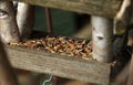 Bird house filled with feed Royalty Free Stock Photo